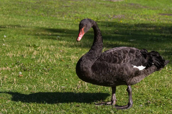 Vista Panorâmica Cisne Majestoso Natureza — Fotografia de Stock