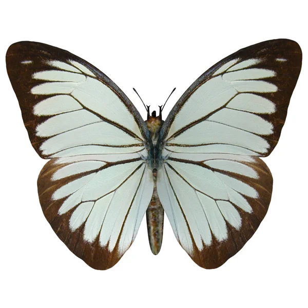 Cyfrowe Renderowanie Pine White Neophasia Menapia Motyl Rodziny Pieridae Wyizolowany — Zdjęcie stockowe