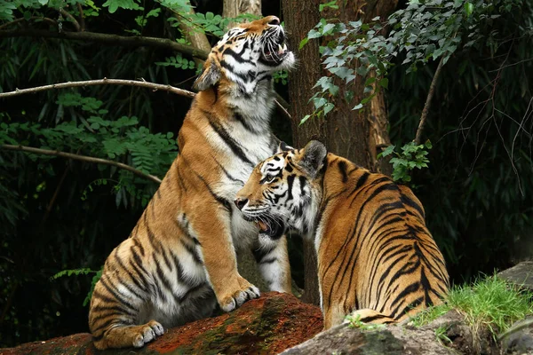 動物園での動物の閉鎖 — ストック写真