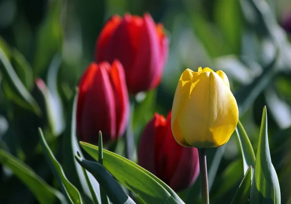 Coloridos Tulipanes Flores Archivado — Foto de Stock