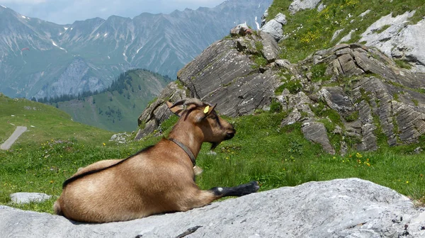 Vue Panoramique Sur Paysage Alpin Majestueux — Photo