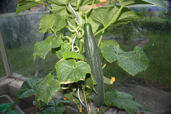 Green Zucchini Garden — Stock Photo, Image