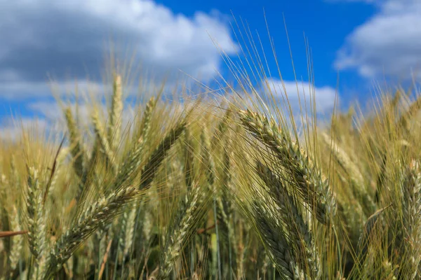 Campo Maíz Cielo Azul —  Fotos de Stock