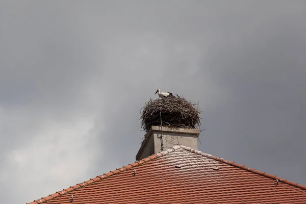 Ooievaars Langbenige Langhalswaadvogel — Stockfoto