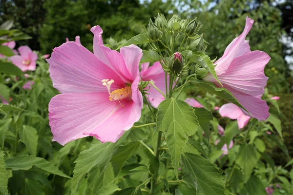 Hibiscus Çiçek Yaprakları Bitki Örtüsü Doğa — Stok fotoğraf