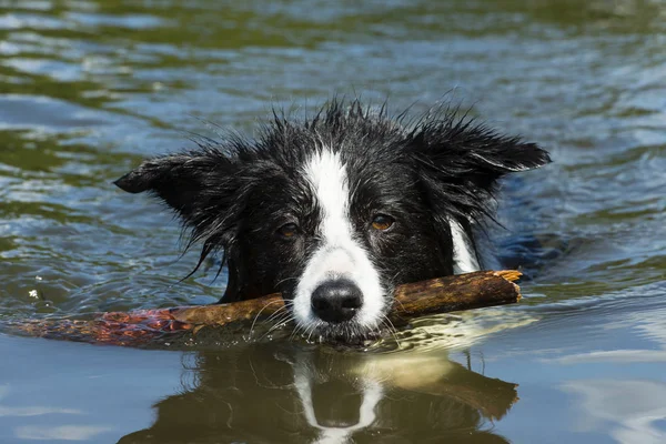 Confine Collie Cane Domestico Razza Pura Animale Domestico — Foto Stock