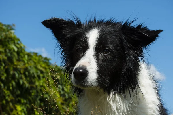 Collie Frontière Chien Domestique Race Pure Animal Compagnie — Photo