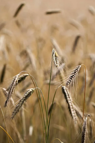 Roggen Ähren Großaufnahme — Stockfoto