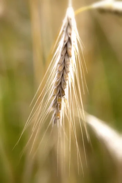Żyto Uszy Kukurydzy Zbliżeniu — Zdjęcie stockowe