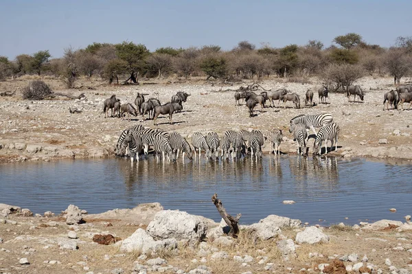 Zebra Hayvanları Vahşi Yaşam Bitki Örtüsü Fauna — Stok fotoğraf