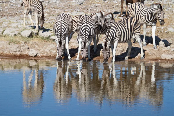 Zebra Animals Wildlife Flora Fauna – stockfoto