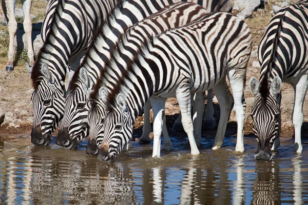 Zebra Animais Vida Selvagem Flora Fauna — Fotografia de Stock