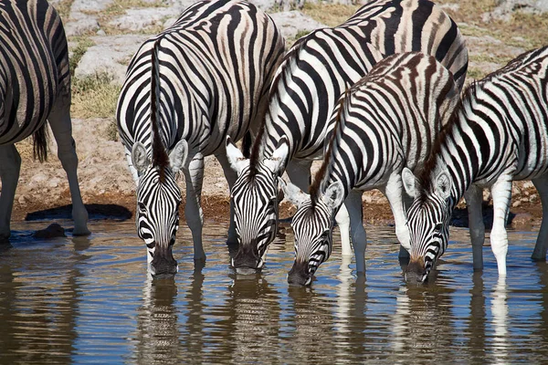 Zebratiere Tierwelt Flora Und Fauna — Stockfoto