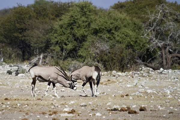 Oryx Antelope Wild Dier Natuur Fauna — Stockfoto