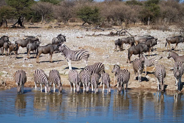 Zebra Állatok Vadon Élő Állatok Növény Állatvilág — Stock Fotó