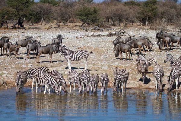 Zebra Állatok Vadon Élő Állatok Növény Állatvilág — Stock Fotó