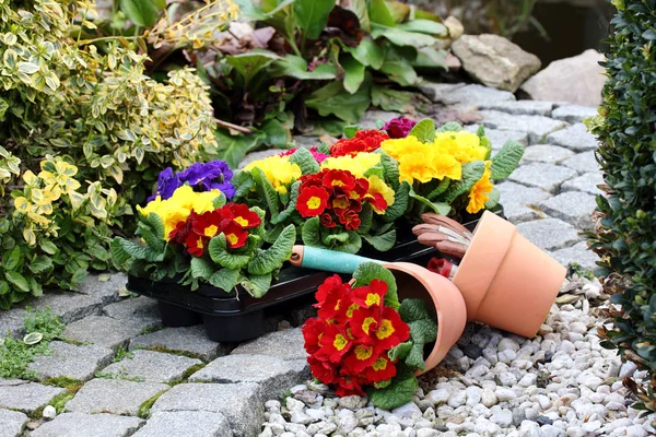 Primulor Blommor Flora Och Kronblad — Stockfoto