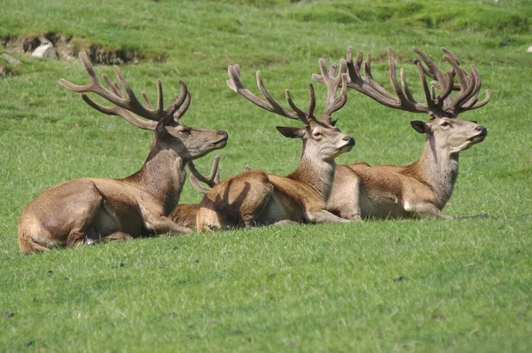 Ciervos Animales Salvajes Fauna —  Fotos de Stock