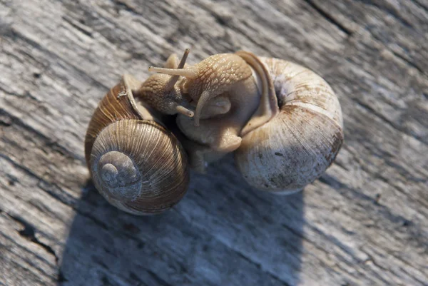Elica Mollusco Chiocciola Animale Guscio — Foto Stock
