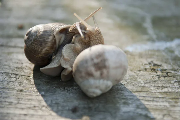 Casca Hélice Molusco Caracol — Fotografia de Stock