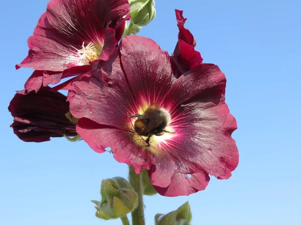 ストックローズ Alcea Rosea Nigra — ストック写真