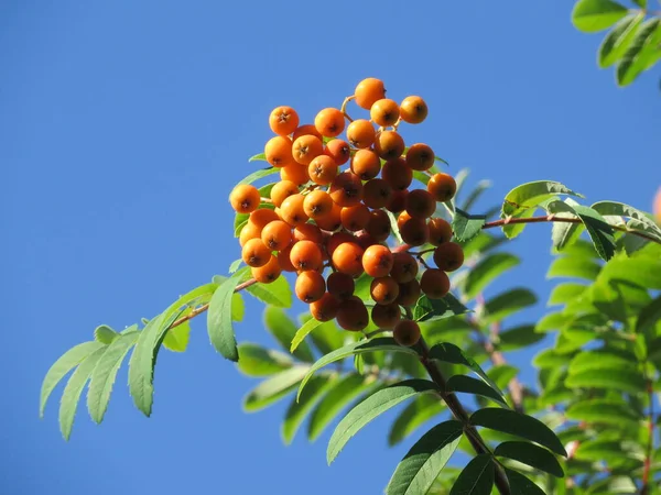 Yenilebilir Rowanberry Sorbus Aucuparia Edulis Moravica — Stok fotoğraf