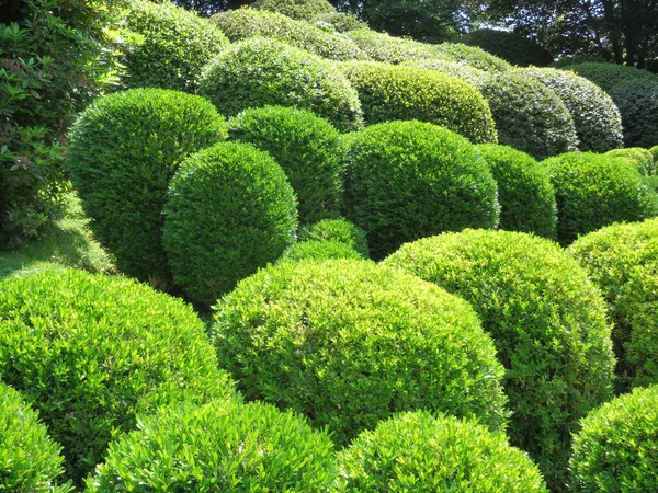 Bolas Faia Buxus Sempervirens — Fotografia de Stock