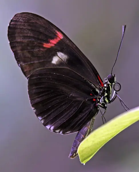 Primo Piano Farfalla Esotica Concetto Natura Selvaggia — Foto Stock