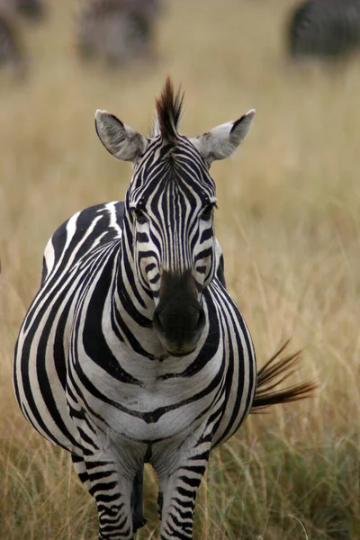 Afrika Siyah Beyaz Zebra Hayvanı — Stok fotoğraf