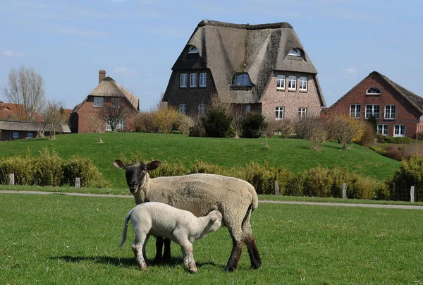 Πρόβατα Και Thatched Στέγη — Φωτογραφία Αρχείου