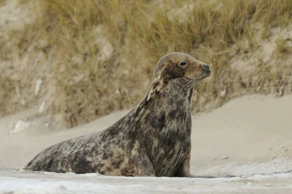 Kegelfliegen Auf Helgoland Winter — Stockfoto