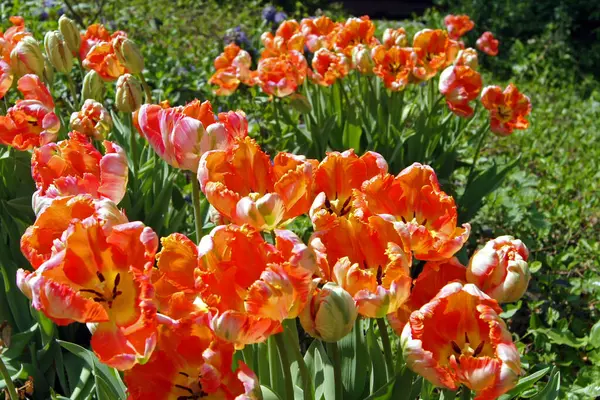 Coloridos Tulipanes Flores Archivado — Foto de Stock