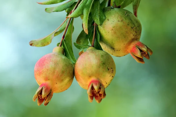 Granátové Jablko Ovocný Strom Zelené Listy — Stock fotografie
