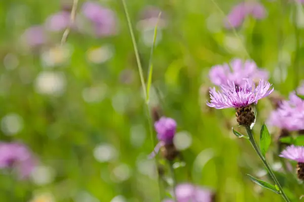 View Beautiful Green Meadow — Stock Photo, Image