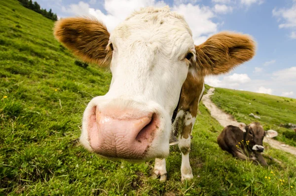 Ganado Doméstico Pastos Agrícolas — Foto de Stock