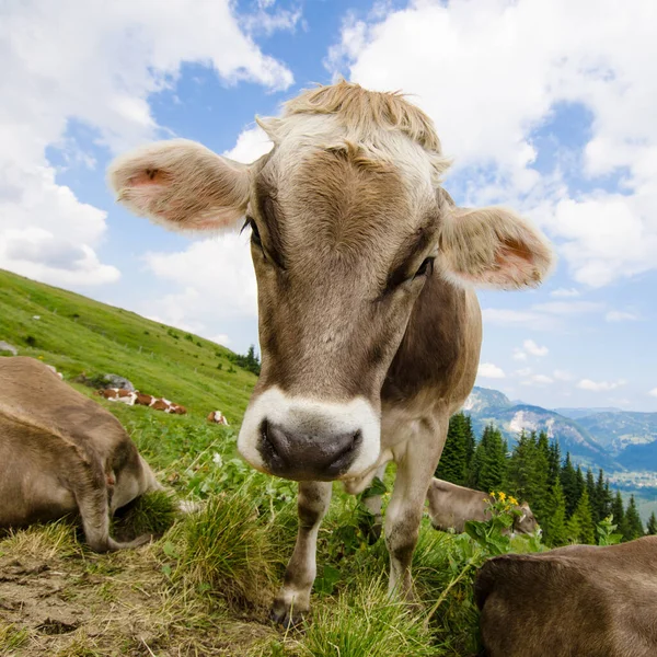 Vache Brune Sur Une Prairie Dans Les Montagnes Tyrol — Photo