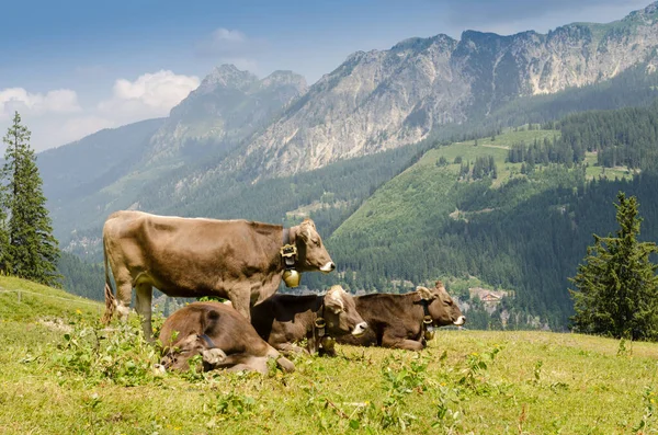 Ζώα Αγελάδες Βοσκότοπο Στα Βουνά Του Τυρόλου — Φωτογραφία Αρχείου