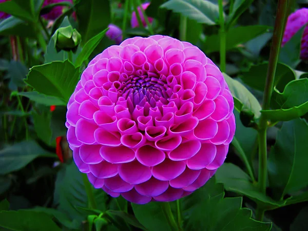Dahlia Perennial Plant Cultivated Its Wide Variety Colored Flower Heads — Stock Photo, Image