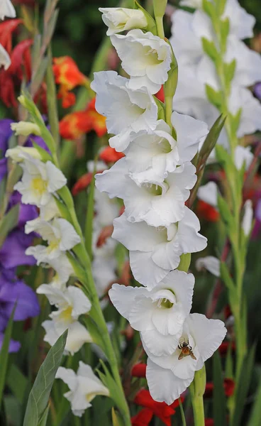 Botanická Flóra Okvětní Lístky Gladiolu — Stock fotografie