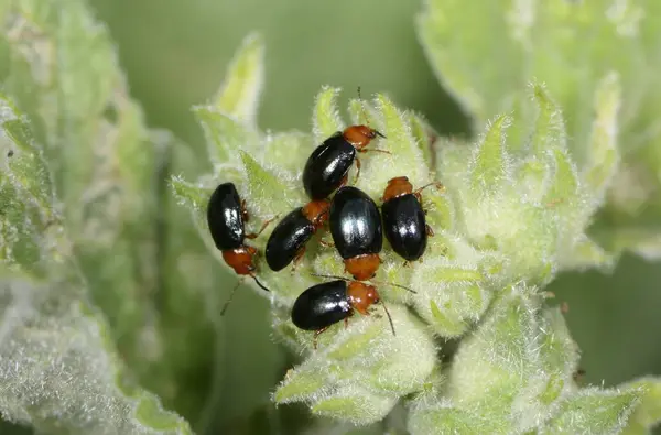植物に這う黒い虫のグループ — ストック写真