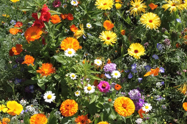 Blommor Sommaren Äng — Stockfoto