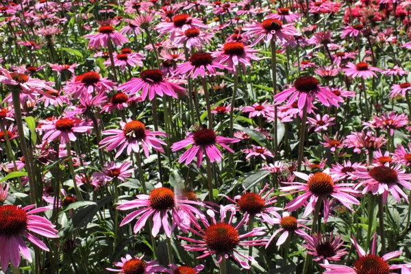 Echinacea Purpurea Uma Flor Família Daisy Eles São Populares Muitas — Fotografia de Stock