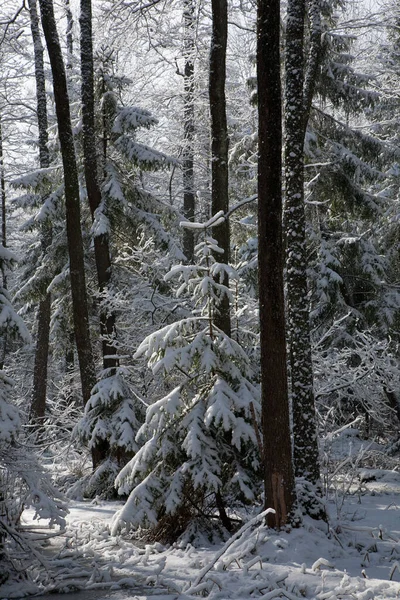 Снегопады Водно Болотными Угодьями Стоят Утром Заснеженными Деревьями Замерзшей Водой — стоковое фото