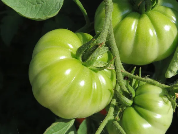 温室里的绿色西红柿 — 图库照片