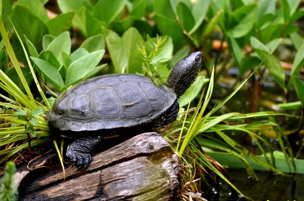 Рептильная Черепаха Фауна Природы — стоковое фото