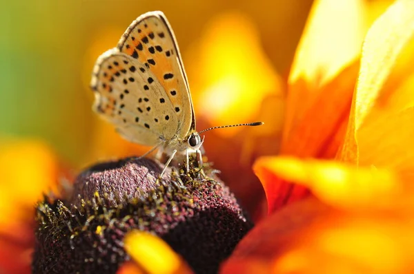 Close Bug Natureza Selvagem — Fotografia de Stock