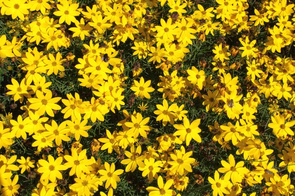 Vackra Blommor Blommigt Koncept Natur Bakgrund — Stockfoto