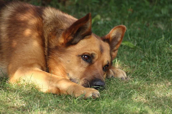 Ritratto Cane Carino — Foto Stock