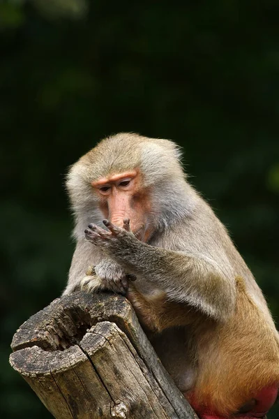 Temi Animali Scimmia Natura — Foto Stock