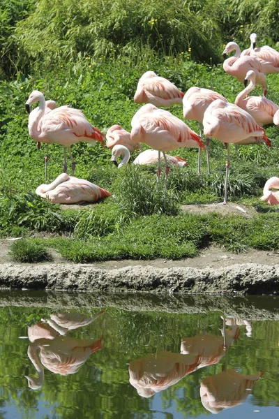 Vista Panorâmica Belo Pássaro Flamingo Natureza — Fotografia de Stock